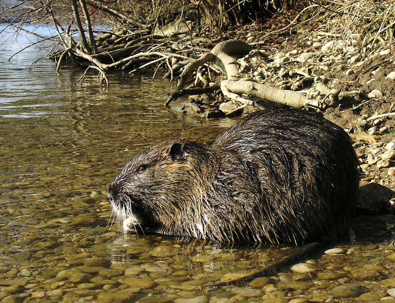 Nutria | Faunistisch-Floristisches Informationsportal Saar-Mosel